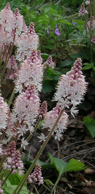 Tiarella 'Pink Brushes' flowers