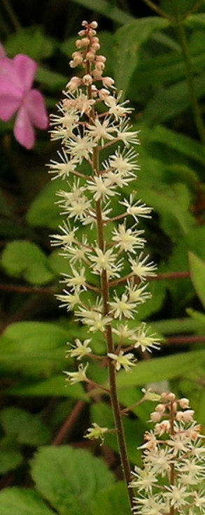 Tiarella 'Pink Skyrockets' flowers