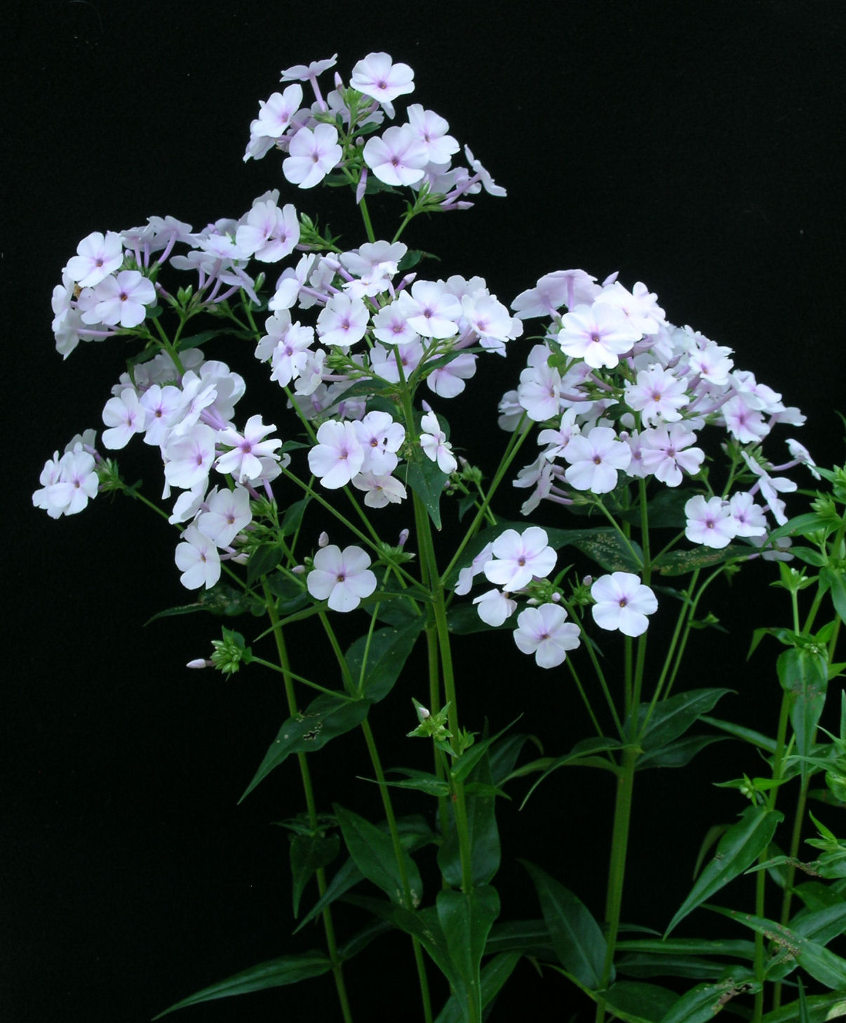 Phlox 'Aurora'