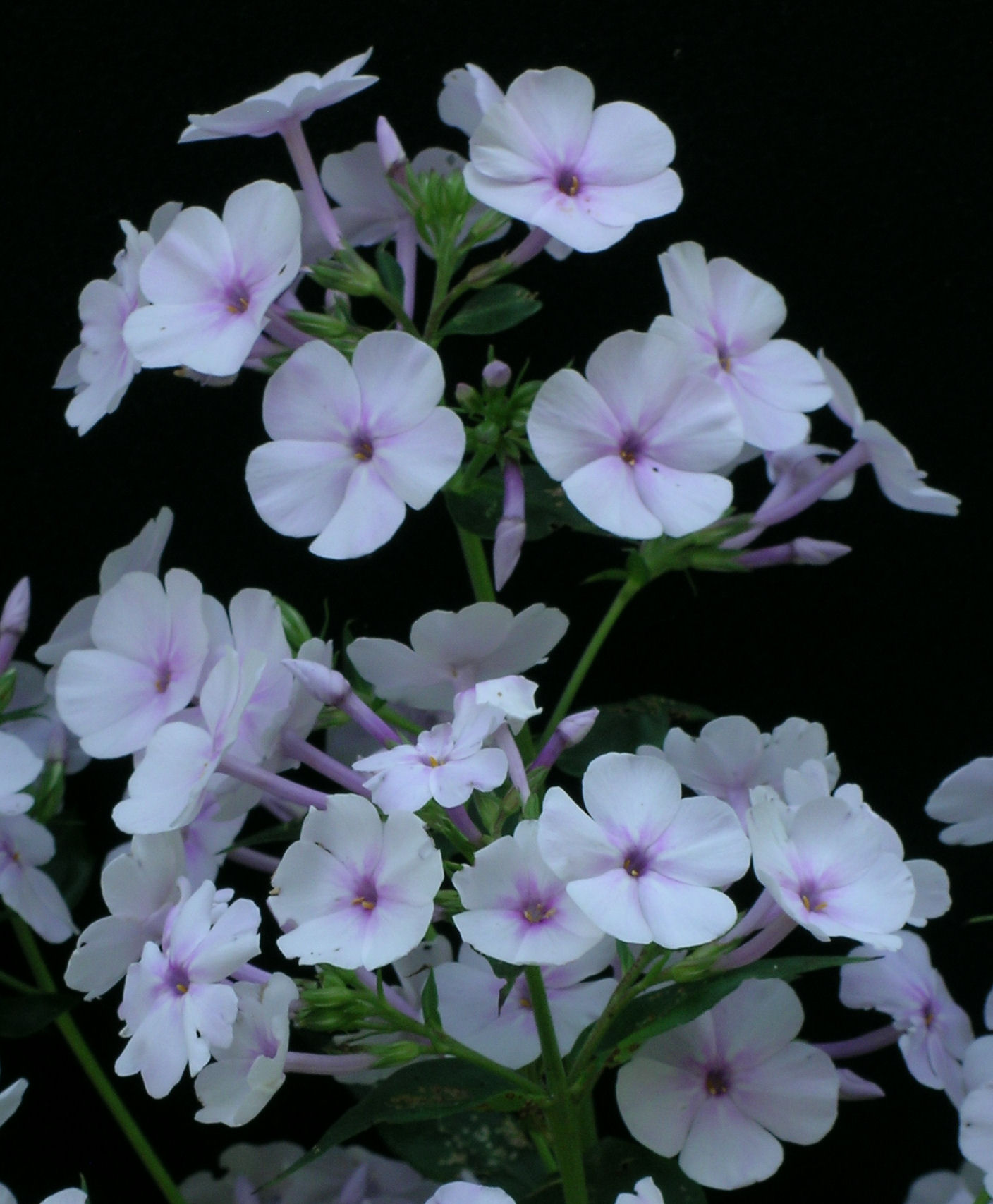 Phlox 'Aurora' closeup