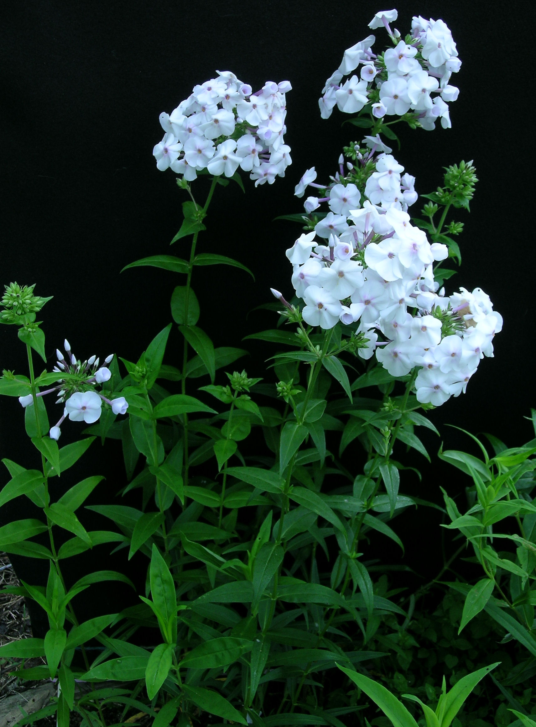 Phlox 'Daughter of Pearl'