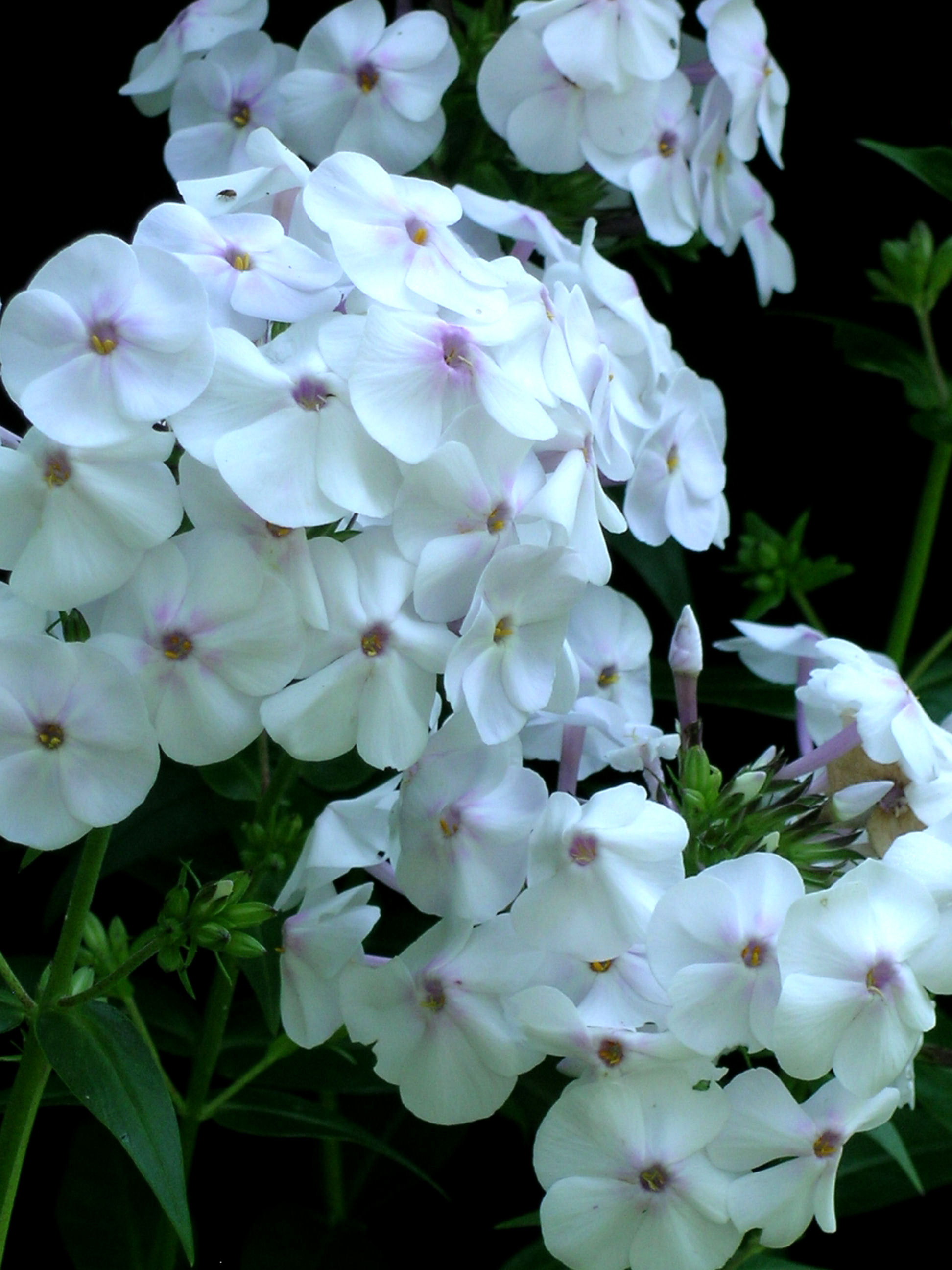 Phlox 'Daughter of Pearl' closeup