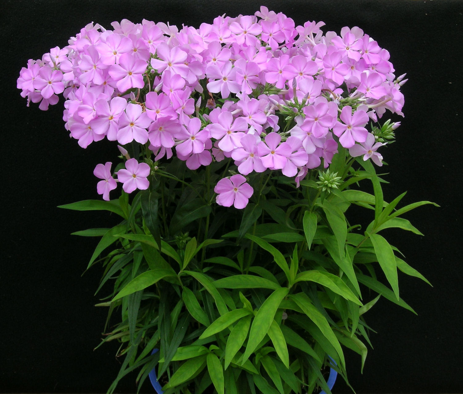 Phlox 'Rose Bouquet'