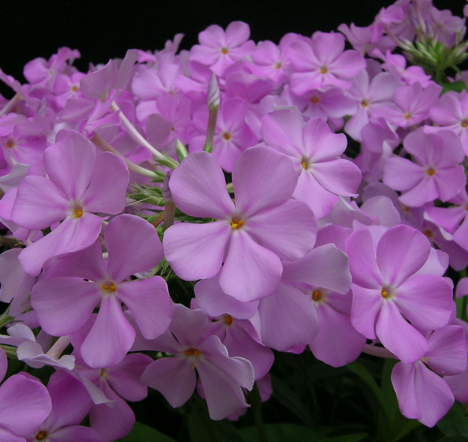 Phlox 'Rose Bouquet' flowers close-up