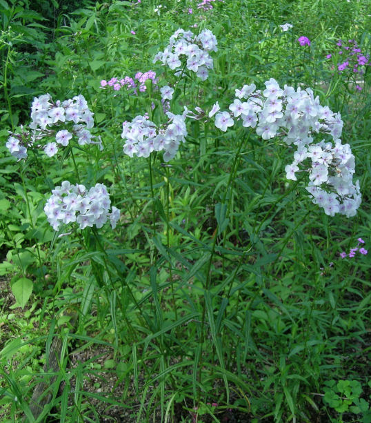 Phlox 'Solar Flare'