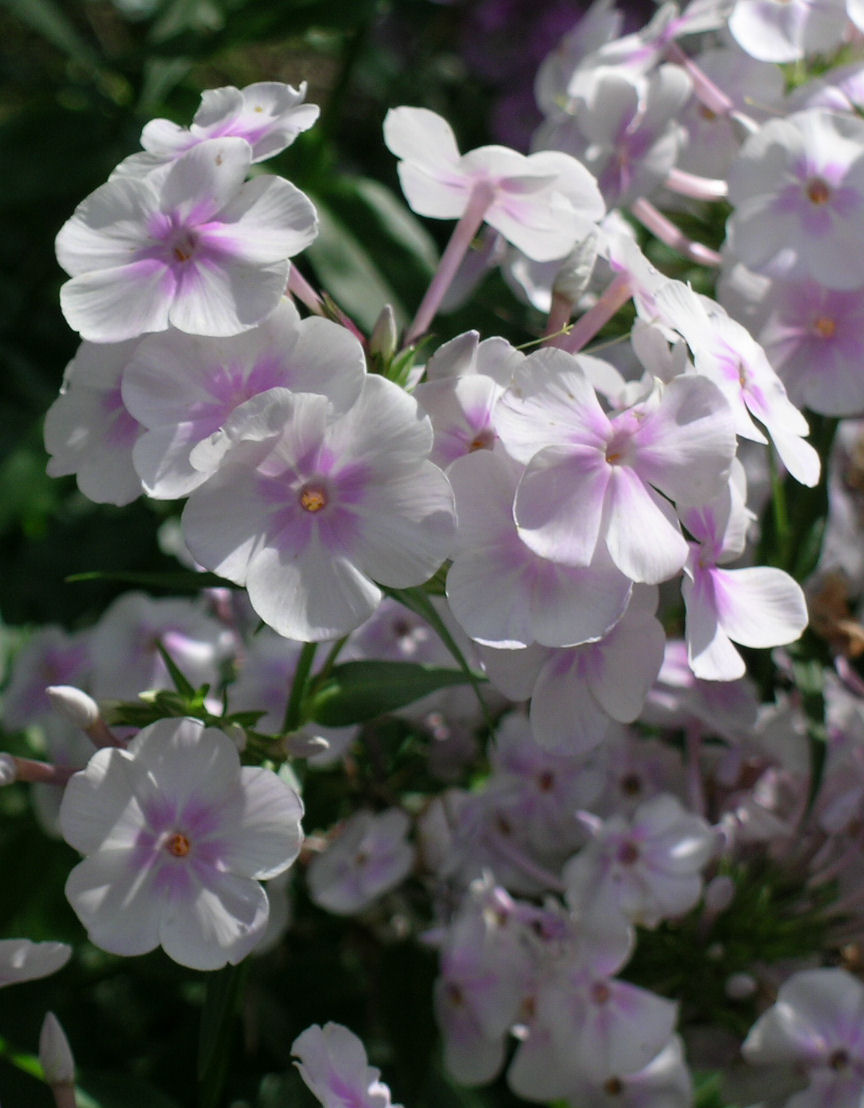 Phlox 'Solar Flare' closeup