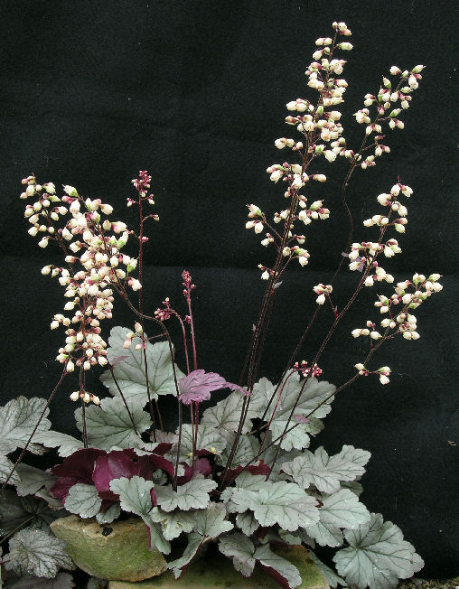 Heuchera 'Stainless Steel'