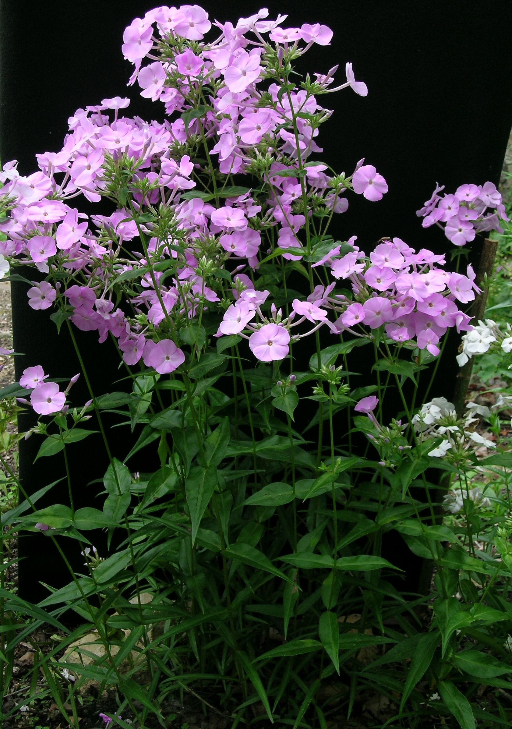 Phlox 'Zenith'