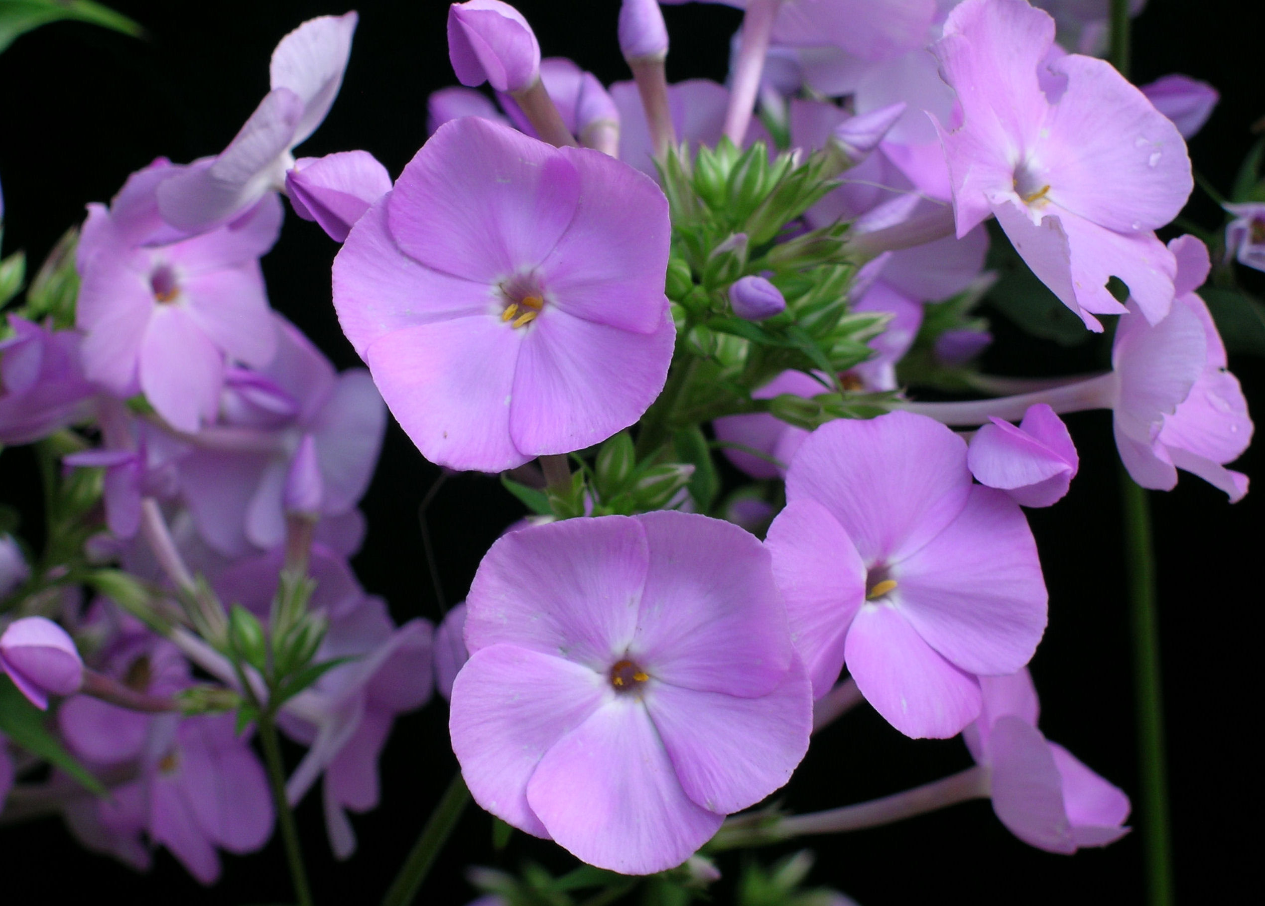 Phlox 'Zenith' closeup