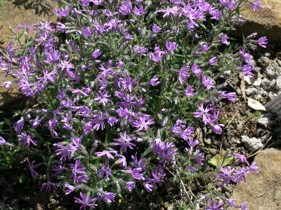 Phlox bifida 'Betty Blake'