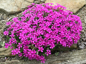 Phlox 'Boranovice'