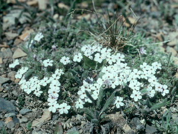 Phlox condensata near Vail, CO