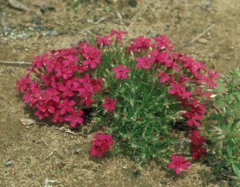 Phlox 'Crackerjack'