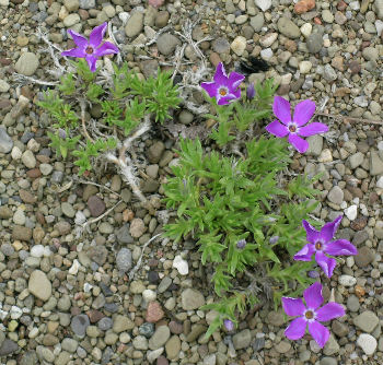 Phlox kelseyi in Fayette Co., PA