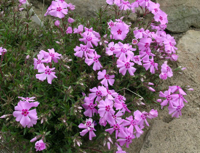 Phlox nivalis 'Dark Eye'