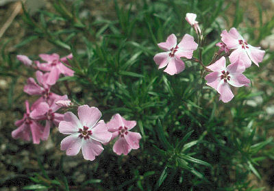 Phlox nivalis 'Eco Flirtie Eyes'