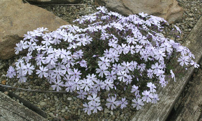 Phlox subulata 'Allegheny Smoke'