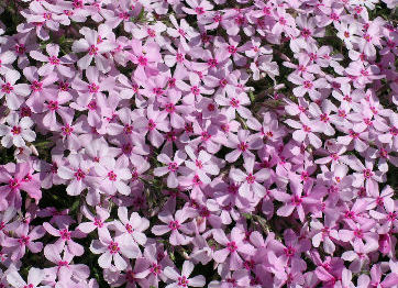 Phlox subulata 'Appleblossom'