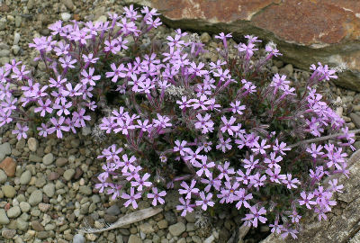 Phlox subulata 'Betty'