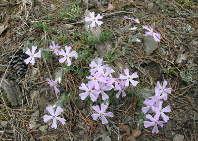 Phlox subulata ssp brittonii at Larenim Co. Park, WV