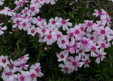 Phlox subulata 'Millstream Coral Eye'