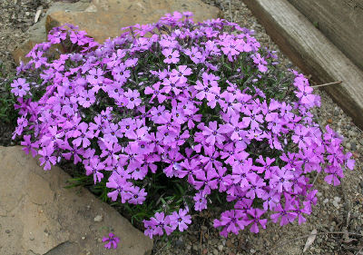 Phlox subulata 'Purple Beauty'