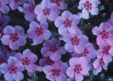 Phlox subulata 'Beauty of Ronsdorf'