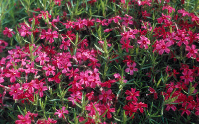 Phlox subulata 'Scarlet Flame'