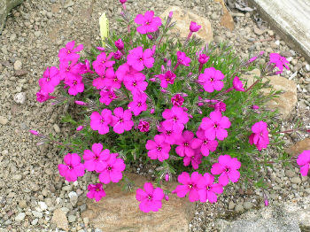 Phlox 'Tycoon'