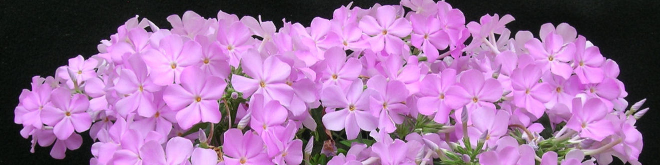 Phlox 'Rose Bouquet'