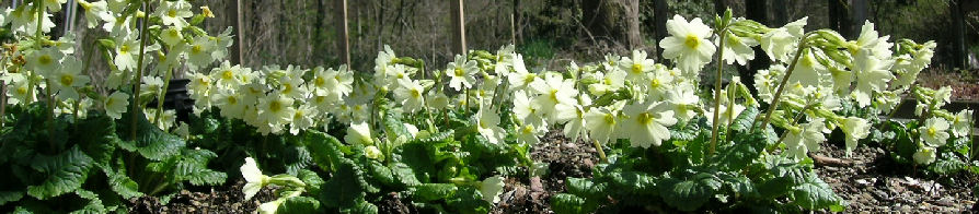 Spring at The Primrose Path - Primula Spring Sunshine