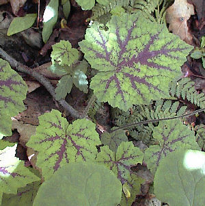 wild Tiarella cordifolia with maroon markings