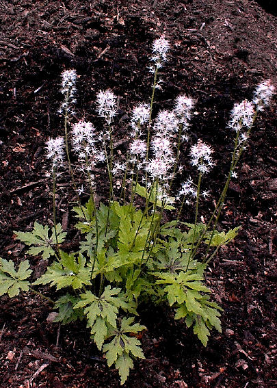 Tiarella 'Butterfly Wings'