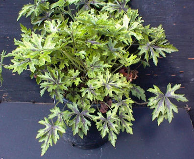 Tiarella 'Butterfly Wings'