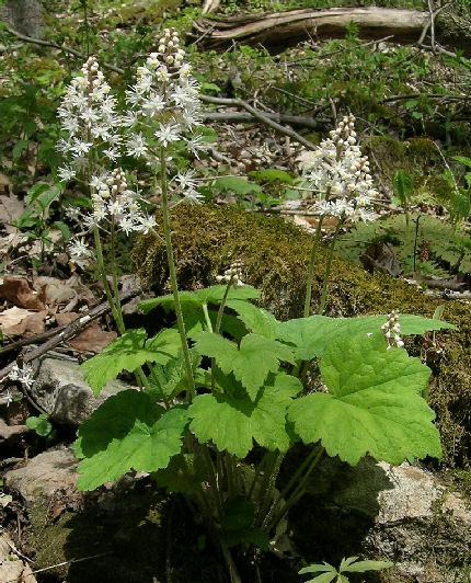 Tiarella cordifolia in nature