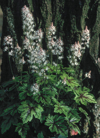 Tiarella 'Elizabeth Oliver'