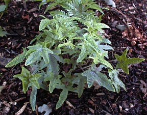 Tiarella 'Green Sword'