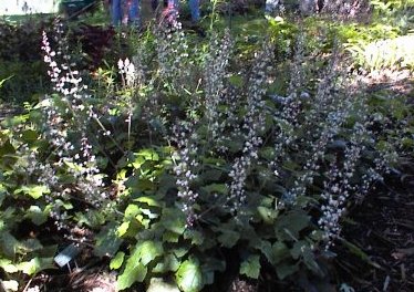 Tiarella 'Pink Pearls'