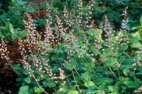 Tiarella 'Pink Pearls'