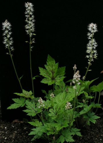 Tiarella 'Running Tiger'