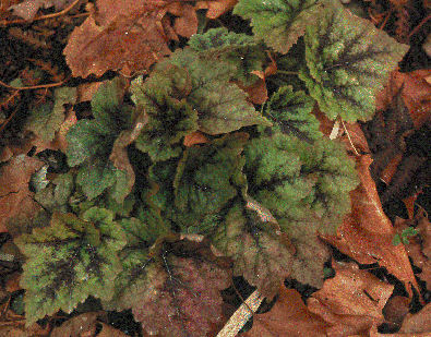 Tiarella 'Tiger Stripe' in winter