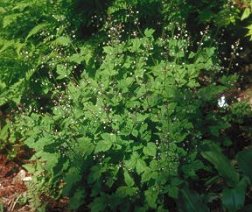 Tiarella trifoliata