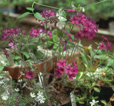 Phlox amoena