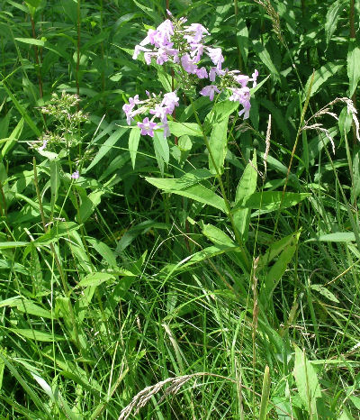 Phlox "amplifolia," Canaan Valley, WV