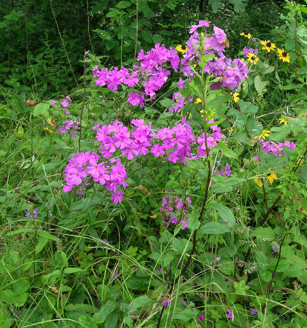 Phlox carolina