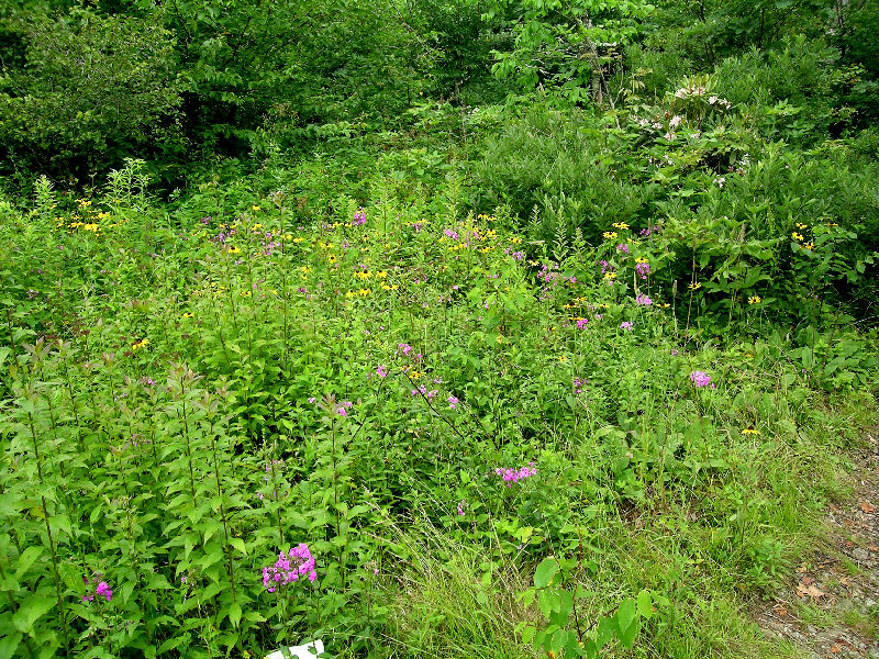 Phlox carolina at Frying Pan Mountain