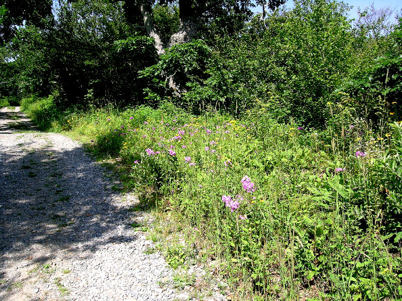 Phlox carolina at Frying Pan Mountain