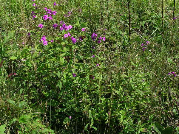 Phlox carolina at Frying Pan Mountain