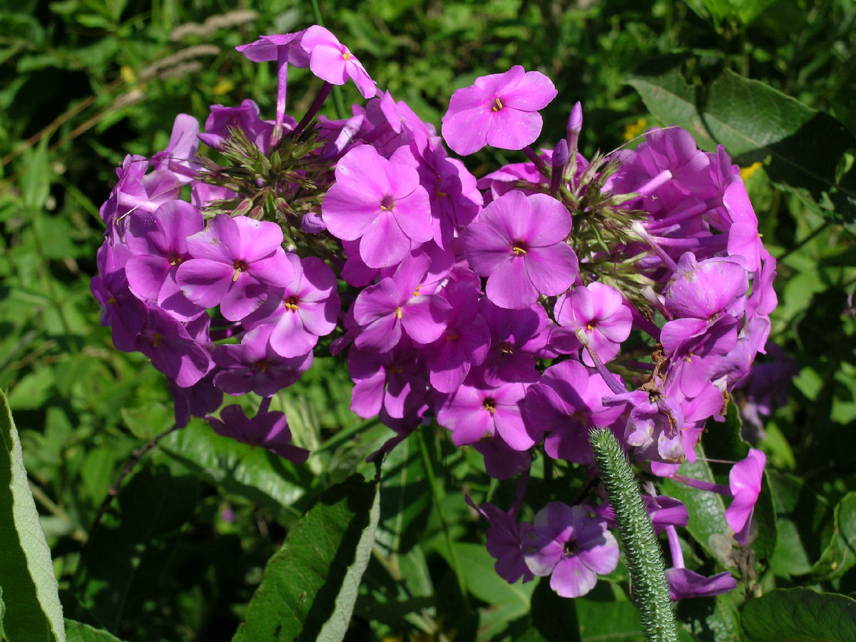 Phlox carolina inflorescence