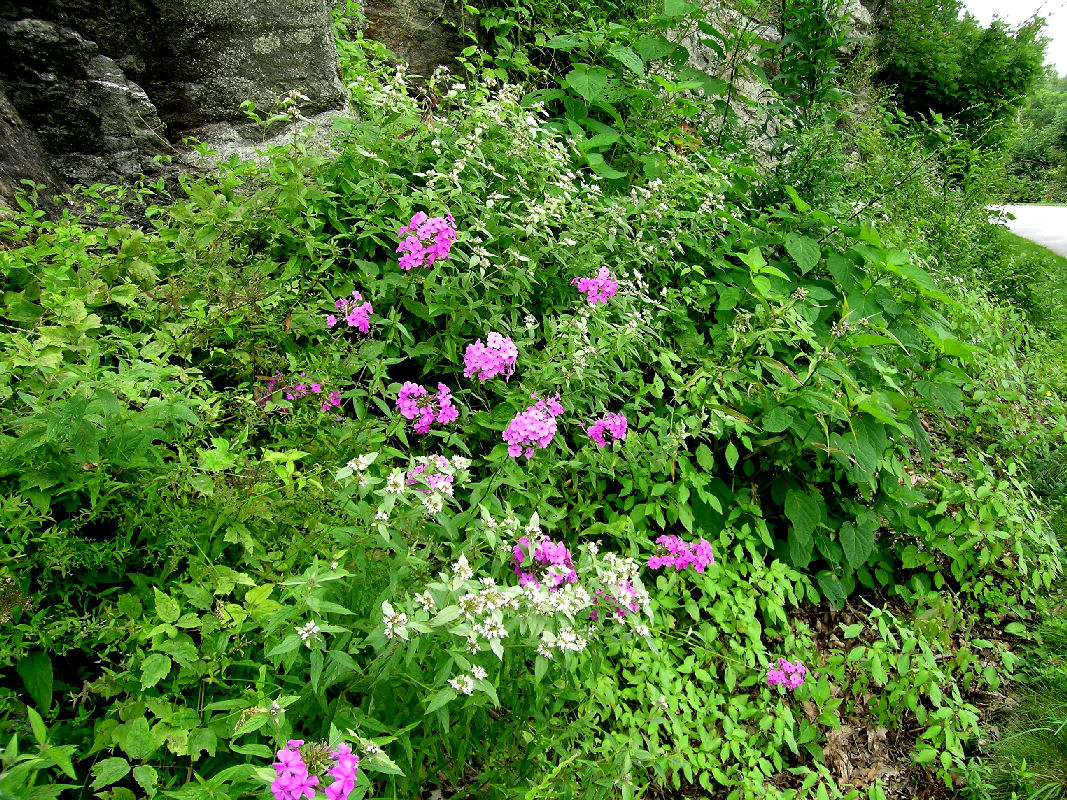 Phlox carolina at jct 276 and Blue Ridge Pkwy